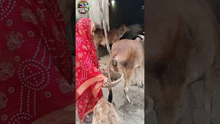 Download lagu Indian Village Woman Collects Cow Dung Before It Hits the Ground! 😲 #cowdung #cow mp3