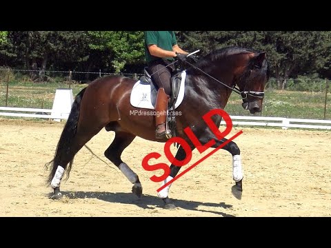 *SOLD* #MP250 | Sport PRE Stallion 2014 - 1.64 m