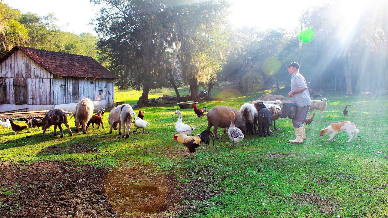 🔴 SÍTIO DO GERVANO - A LIDA DOS ANIMAIS E A RIQUEZA DA SIMPLICIDADE NA ROÇA - VÍDEO 2