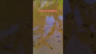 Download lagu ikan terinya berhamburan #remix #dj #music #cover #fishing #fishingequipment #microfish#fishinggear mp3 Download lagu ikan terinya berhamburan #remix #dj #music #cover #fishing #fishingequipment #microfish#fishinggear mp3