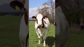 Cow mooing #cow #shorts