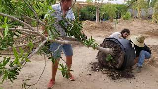 preview picture of video 'Manhandling a 65 gallon mango tree into place'