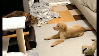 ドルちとステちと呼吸ちゃん【2023/01/15】