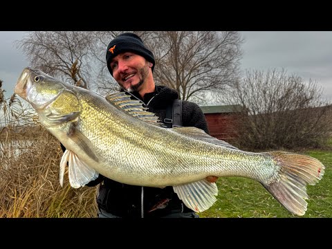 FEEDERMANIA-Hidegvölgyi süllők tél 2024. (Only youtube series) Zander fishing in winter in a lake.
