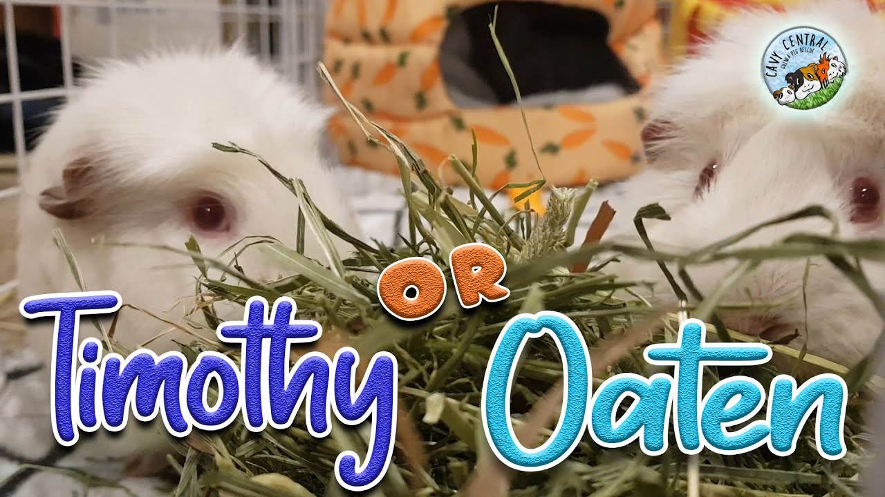 Watch video Timothy or Oaten hay - which is better Meet two of my adorable guinea pigs Now Timothy or Oaten hay - which is better Meet two of my adorable guinea pigs