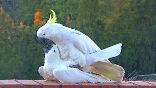 Sweet & Funny Cockatoo Love