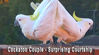 Sweet & Funny Cockatoo Love