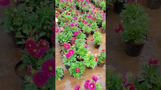 Download lagu Dahlia Flower #shorts mp3