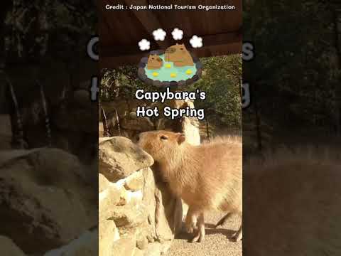 Play with Squirrel Monkey, Capybara and many cute animals at Nagasaki Bio Park, Japan #shorts