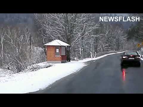 Strach przed niedźwiedziami ze świecącymi oczami czekającymi na autobus