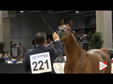 N.221 MAKISA ADAGGIO - Verona 2015 - Stallions 4-6 years old (Class 10)