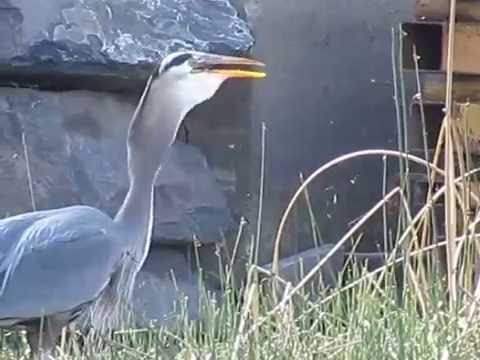 Blue Heron SWALLOWS HUGE FISH in one GULP NatureWildLifePhotography.Rocks