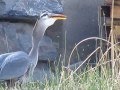 Blue Heron SWALLOWS HUGE FISH In One GULP NatureWildLifePhotography Rocks