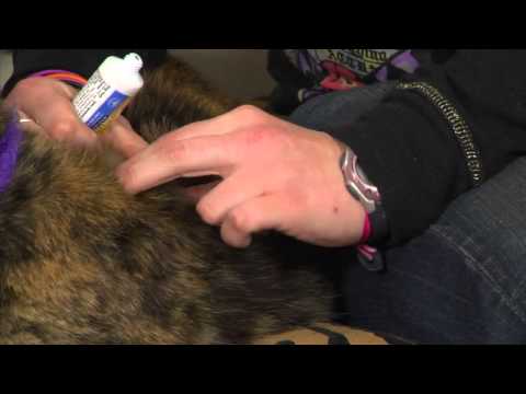 How to Put Hydrocortisone on a Cats Flea Bites   Cat Care Tips