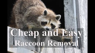 How to Get Raccoons Out of Attic - Watch This Before Calling a Pest Control Company