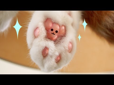 Cleaning Kitty's Feet! | SuriNoel