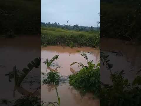 Lluvia torrencial destrozan todo a su paso clutivos, en el Dorado Moyobamba San Martin