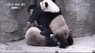 Dazzling Killmen - Medicine Me