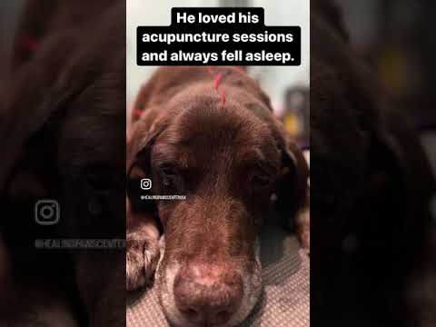 Labrador Recovers Through Holistic Medicine