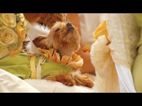 Feesten als de beesten! | Luxebeesten | VTM