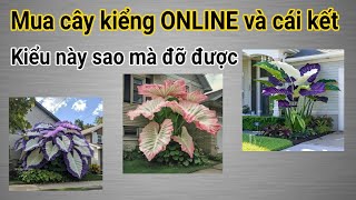 Thủ đoạn lừa đảo mới khi mua Cây kiểng Online