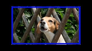 Hunde, die bellen, beißen nicht – stimmt das wirklich?