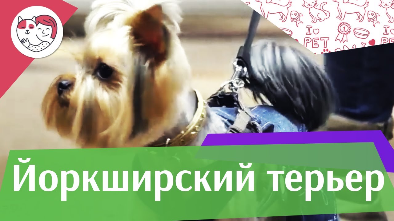 Йоркширский терьер на ilike.pet