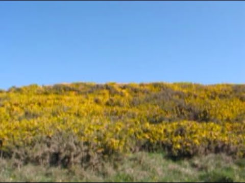 Hannah Grace - State Of Mind (Official Video)