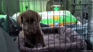 BRINGING OUR CHOCOLATE LAB PUPPY HOME!