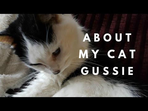About My Cat Gussie
