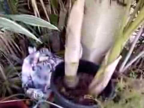 Cubana Royal King Palm