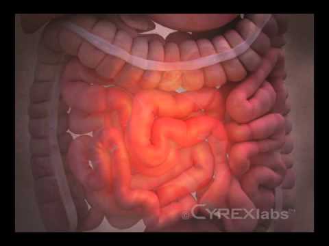 Gut-Brain Connection - YouTube