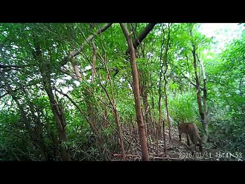 Onça parda durante o dia na área rural de Rancho Alegre D'Oeste 