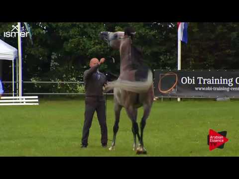N.87 MATIULLAH KHAN - Ströhen 2017 C-Show - 4.6 Years Old Stallions (Class 12)