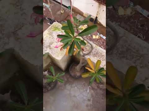 dukh mein sumiran sab Kare Sukh mein kare Na Koi #nature #love #song