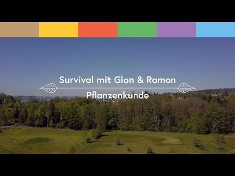 Survival-Guide: essbare Wildpflanzen