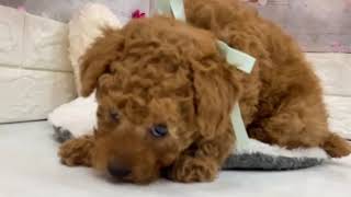 トイプードルの動画01