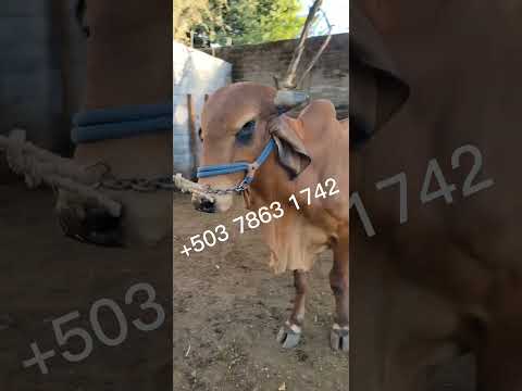 disponibles en San Rafael Oriente, San Miguel, El Salvador