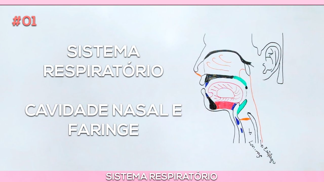 Sistema Respiratório: Cavidade nasal e faringe