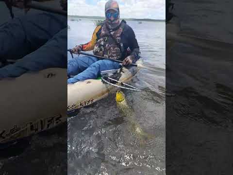 Dorado en copo desde kayak 😳 Misiones Candelaria #Dorado #Pesca #KayakFishing #Misiones #Candelaria