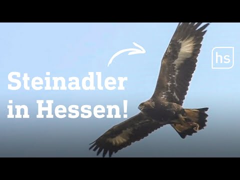 Wilder Steinadler erstmals seit 1939 in Hessen gesichtet | hessenschau