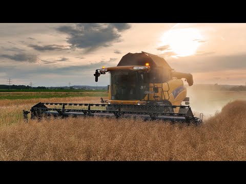 Rapsernte 2023 | New Holland