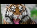 sound of tiger growling - tiger sound effect loud