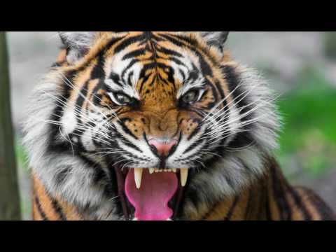 download lagu mp3 mp4 Tiger Sound Effect, download lagu Tiger Sound Effect gratis, unduh video klip Tiger Sound Effect