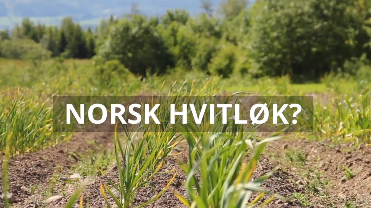 Utvikler norsk hvitløk 900 meter over havet