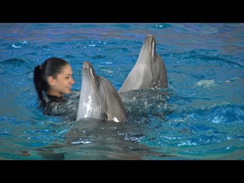 download lagu mp3 mp4 Delfinarium, download lagu Delfinarium gratis, unduh video klip Delfinarium