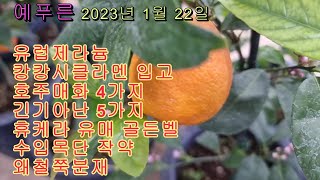 유럽제라늄 긴기아난5가지 보라싸리 골든벨 유매 휴케라 레몬나무