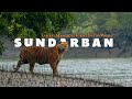 MYSTERIOUS SUNDARBAN Complete Tour Guide Largest Mangrove Forest In The World West Bengal