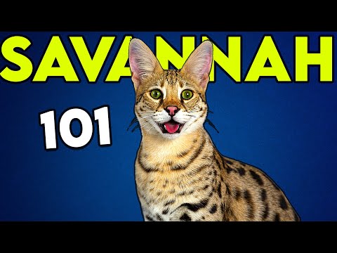 YouTube video about Savannah Cat Characteristics