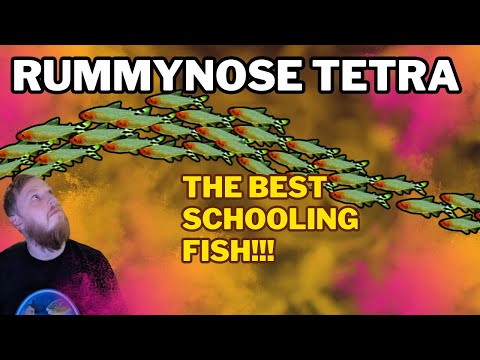 Rummynose Tetra: EVERYTHING you need to know! Complete care guide.